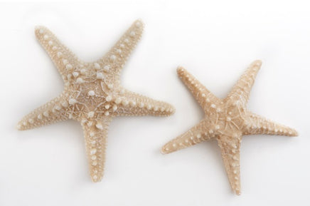starfish accent decor 2pc dl054271-3