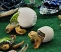 Resin Assorted 3" Baby Turtles Figurines              WW-345-3
