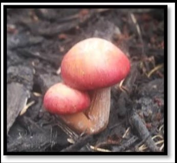 wild resin mushrooms 1" tall               2109-3