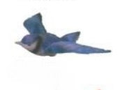fly thru - blue jay                52008