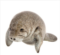 gray manatee  7"                                          ww-389-7