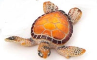 resin sea turtles figurines 5.5"              ww-348 3) ww-348-o orange 5" sea turtle